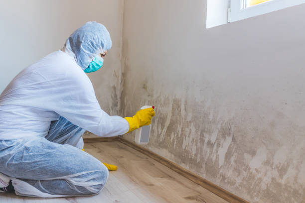 Licensed Mold Remediation service in Laurel, FL - WQB Mold Removal